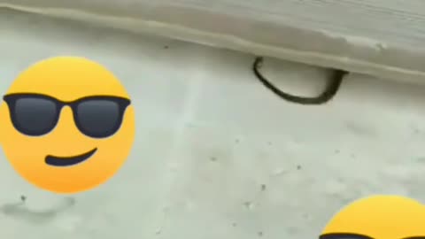 Snake 🐍 and cats funny fight moments 🤣🤣