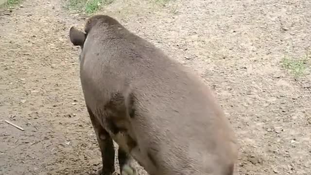 Fat, long-nosed pig