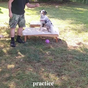 Ruff Cut PodCast Leash Handling part 1 cut d