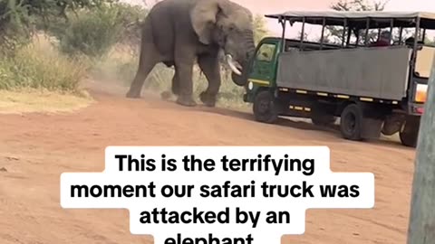 "Wild and Unpredictable: Elephant Attack Caught on Camera"