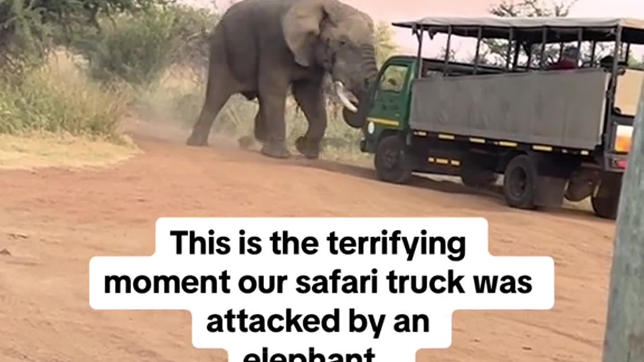 "Wild and Unpredictable: Elephant Attack Caught on Camera"