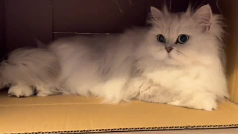 Kitten doesn't know it's shedding hair
