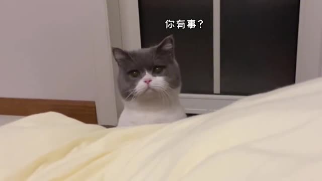Cat?