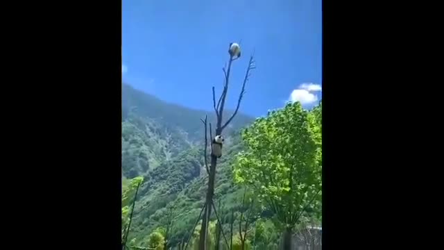#Panda #Bear #Funny Funny And Cute Panda Panda Videos Compilation 2020 2020