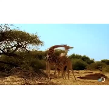 nyone else. The loser will treat me to ice cream