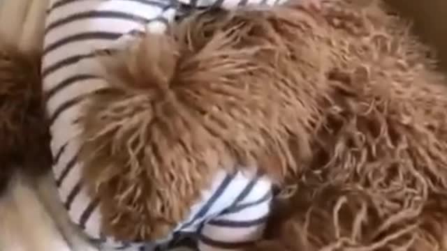 dog holding baby while sleeping