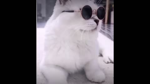 funny cat wears glasses