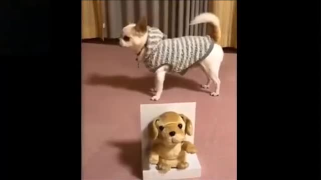 FUNNY ANIMAL MOMENTS 2021____