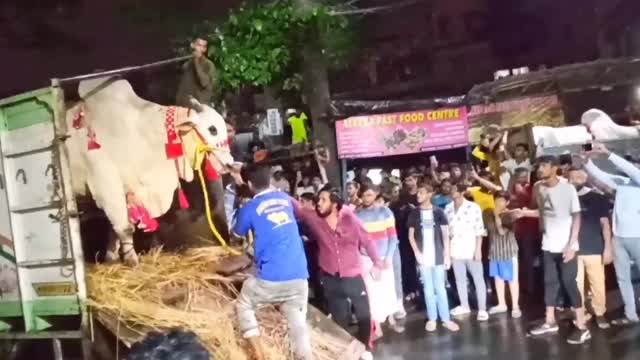 Biggest ox of Hossain dairy farm unloading slide 😱