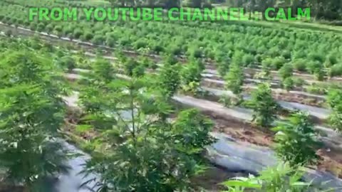 Garden Route Cannabis Festival 2021 - THE MOVIE