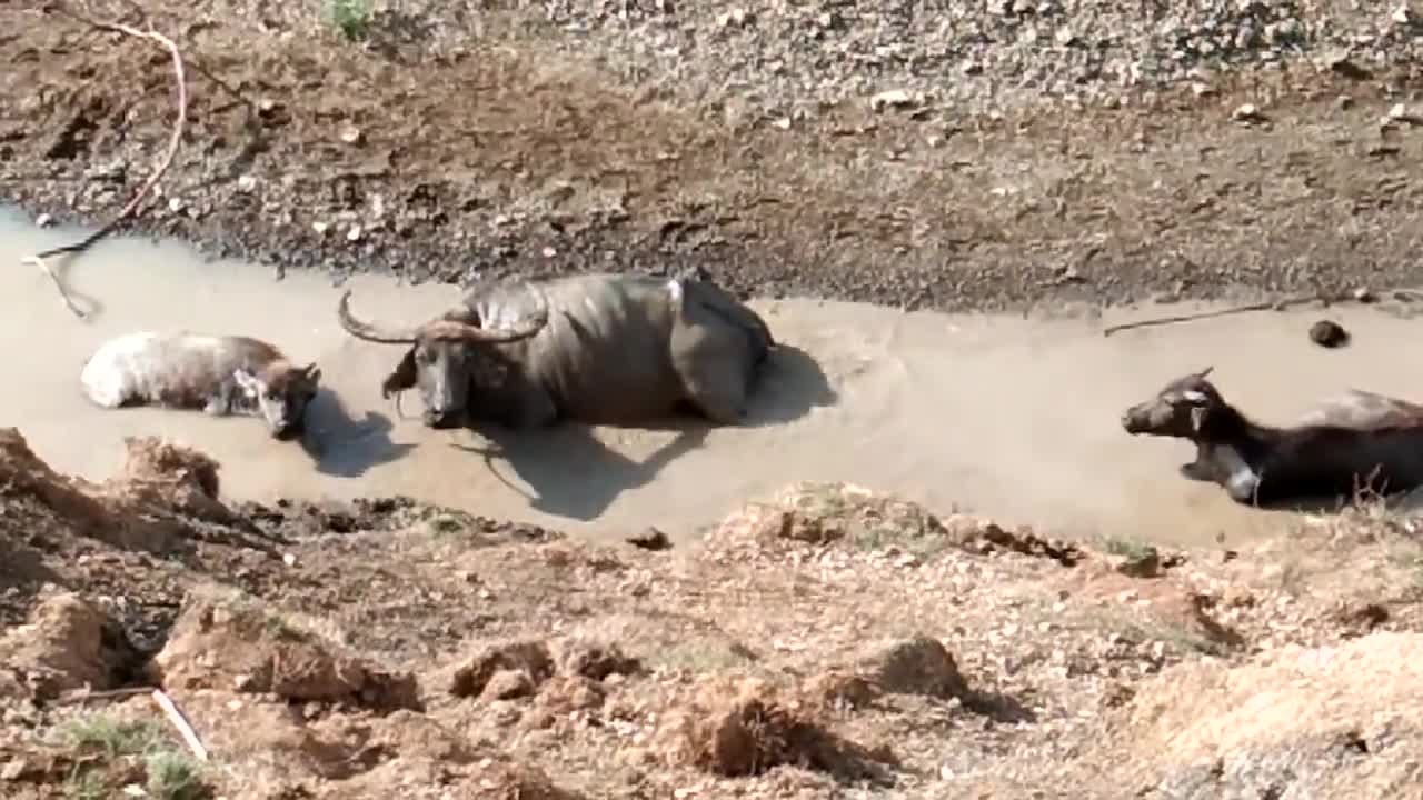 Carabao in the Philippines