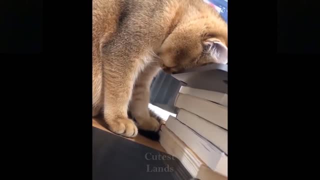 Funny animals [] Try not to laugh compilation 41