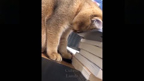 Funny animals [] Try not to laugh compilation 41