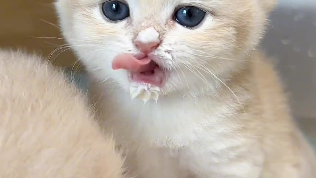 The world cutest wild cat | Cat vlog