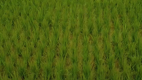 Korean rice field