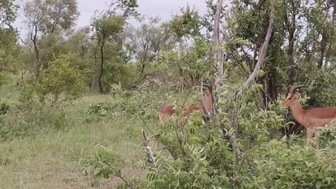 Deer fight !!!