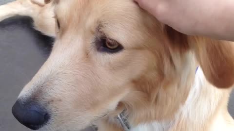 Calm Golden Retriever.