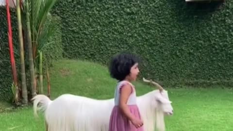 Fully hairy cute goat playing with a cute baby