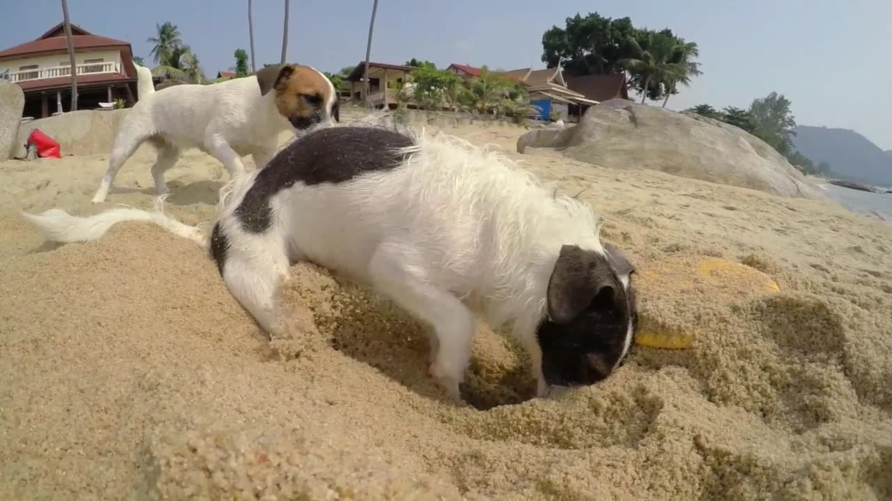 Dog Digging in Sand at Beach in Summer