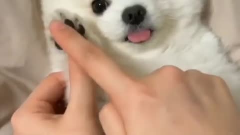 dog best funny•Vines Best Fun•Dog fun best video