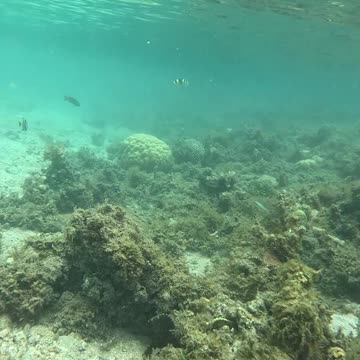 Snorkeling Adventures Await! Underwater Wonders