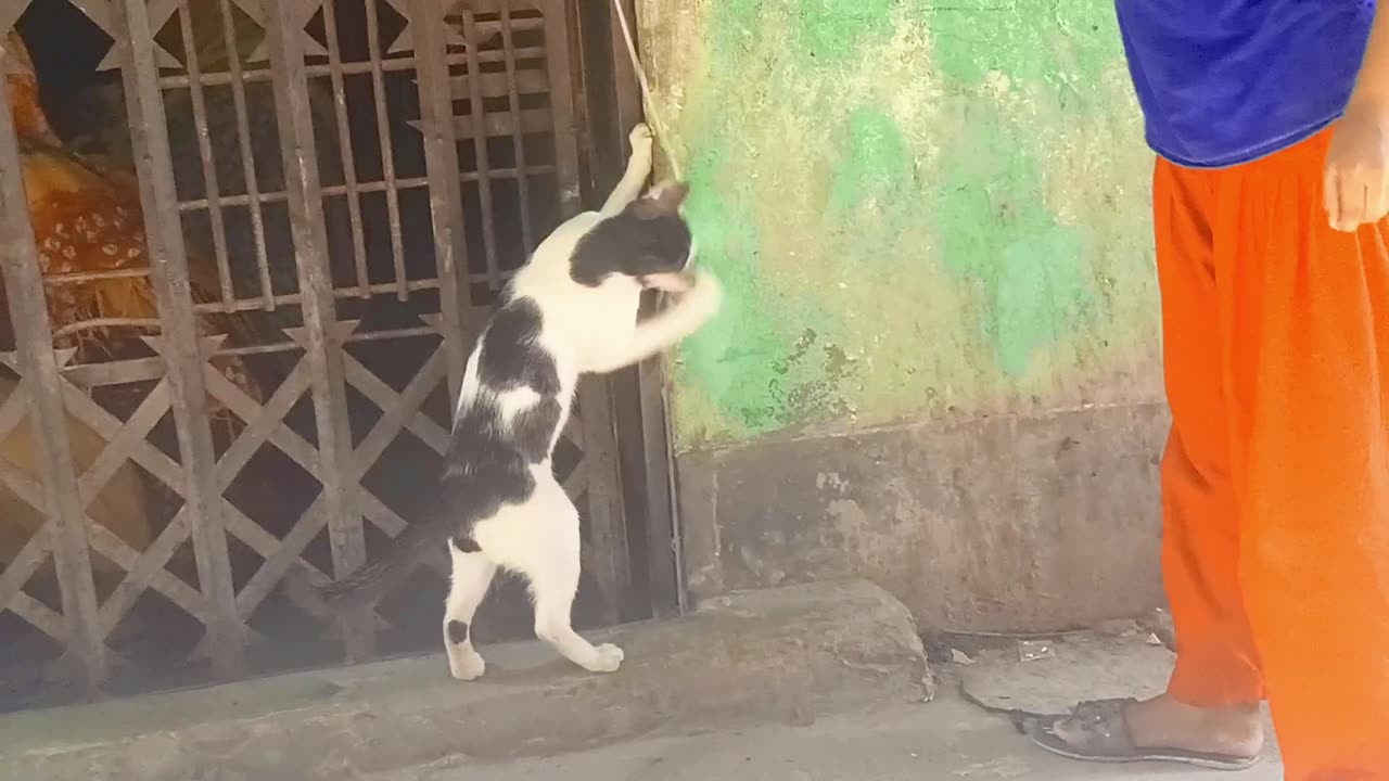 Little girl playing with cat happily