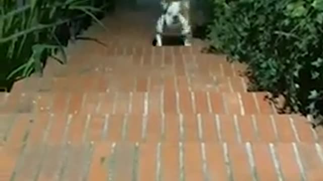 That’s one way to get up the stairs!