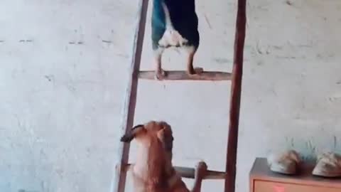 Dogs on a Ladder