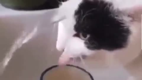 Cat licks water falls head