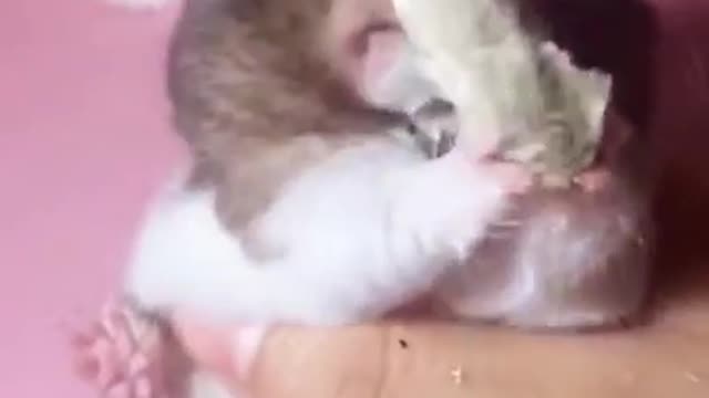 Funniest Animals . Best Funny Videos Of Animals 2021 . Cutest Animals Ever