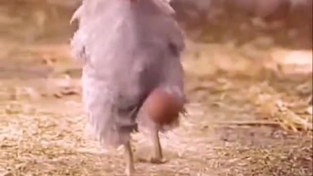 Hen playing egg ball