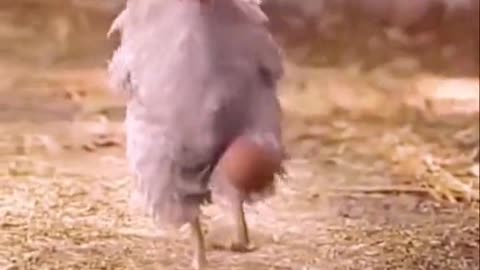 Hen playing egg ball
