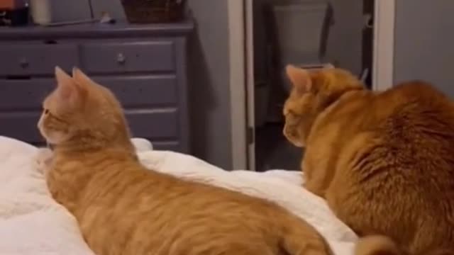 Funny cat and dog videos #cat and dogs
