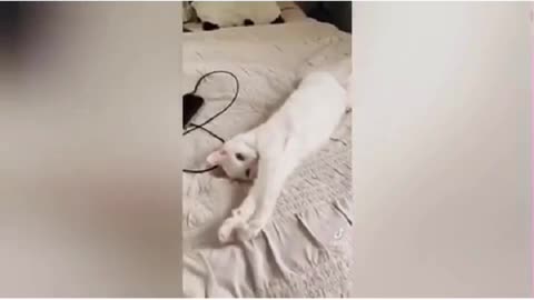 Funny cat play with