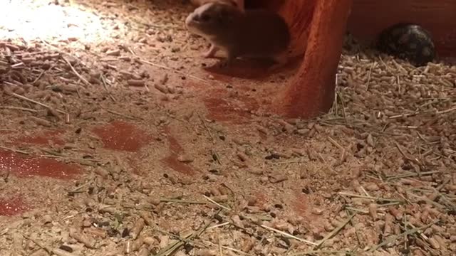 Want to raise guinea pigs