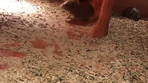 Want to raise guinea pigs