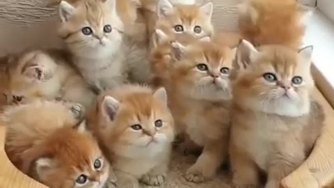 Cute kitties cats