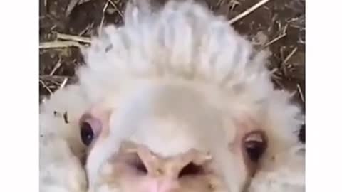 Baa