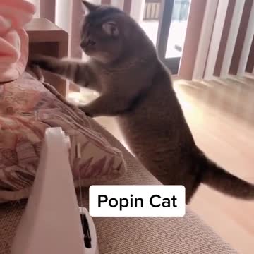 Cat dance from the sound clock tictak tictak