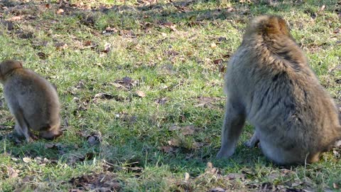 funny monkey and children