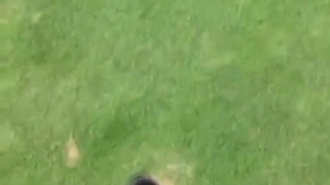 .When Your Friends Shooting For His First Eagle...