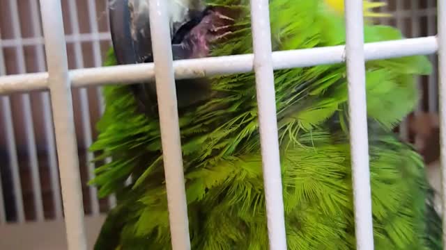 Blind parrot laughs at joke