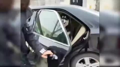 New funny dog in car video 🤣🤣🤣🤣🐕🐕🐕🐕