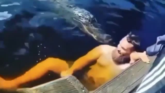 A man swimming with the crocodile, he is almost devoured.