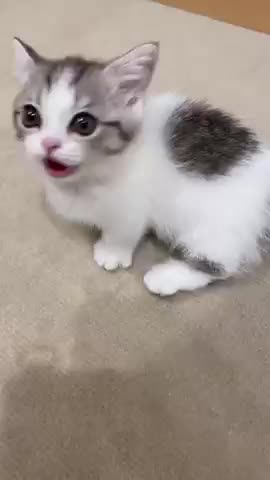 kitten looking for owner