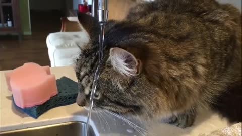 Amazing cat is drinking water from the tap