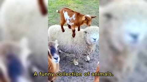 A funny collection of animals.