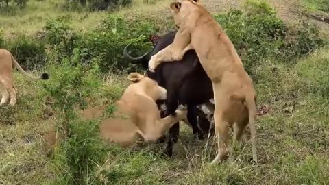 Wild Animal Fight