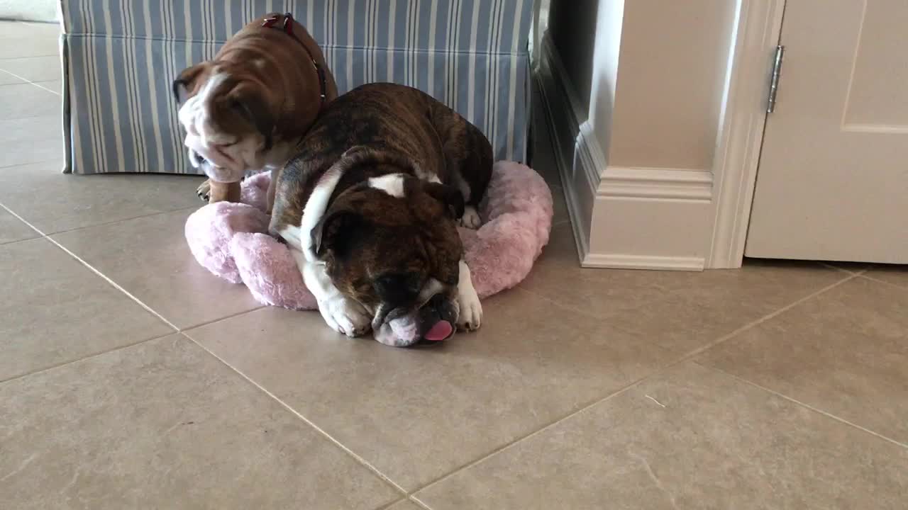 Bulldog puppy steals bed from napping adult