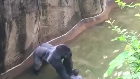 Gorilla known as “Harambe” protects a boy after falling from 12 feet into enclosure 🙌🏼